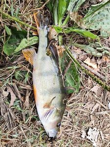 European Perch