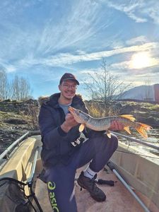 Northern Pike