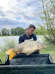 Common Carp