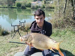 Common Carp