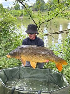 Common Carp