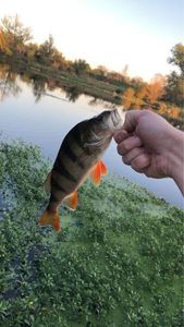 European Perch