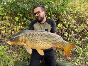 Common Carp