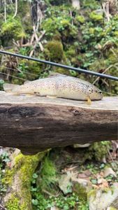 Brown Trout