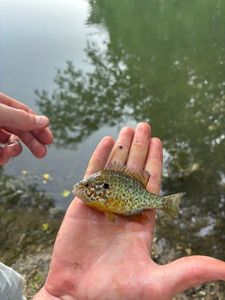 Green Sunfish