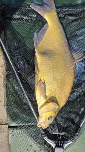Common Bream