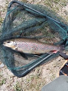 Brown Trout
