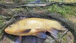 Tench