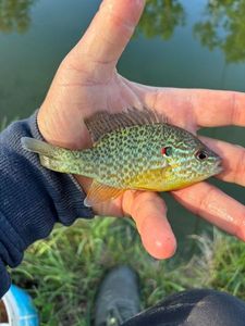 Green Sunfish