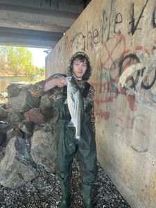 Striped bass