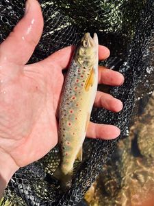 Brown Trout