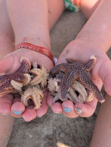 Etoile de mer