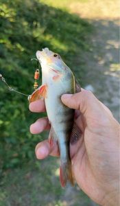 European Perch