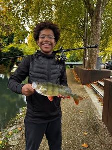 European Perch