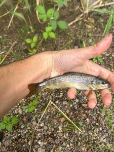 Brown Trout