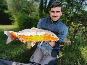 Koï Fish