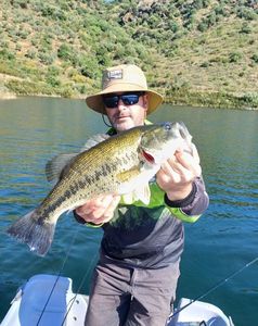 Largemouth Bass