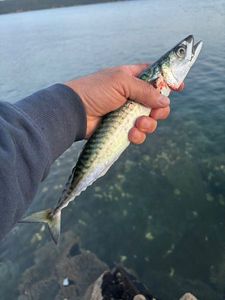 Mackerel