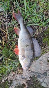 European Perch