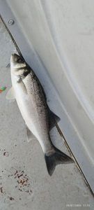 European Bass (Seabass)