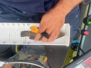 Ballan Wrasse