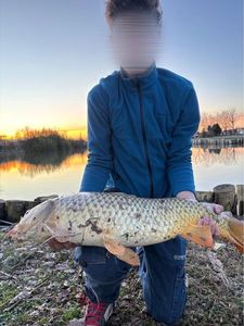Common Carp