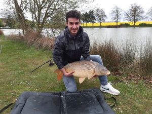 Common Carp