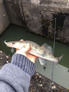 Zander