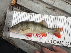 European Perch