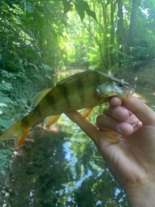 European Perch