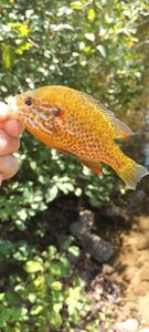 Green Sunfish