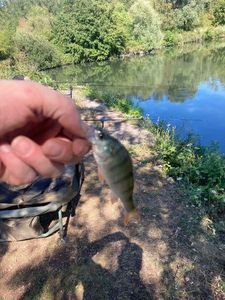 European Perch