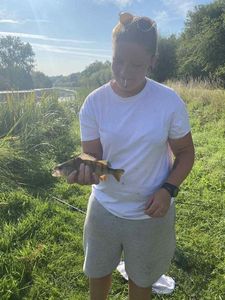 Yellow Perch