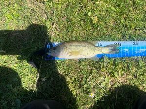 Largemouth Bass