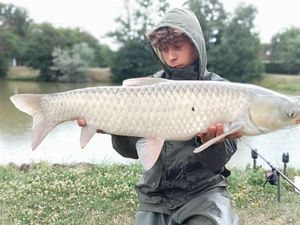 Grass Carp