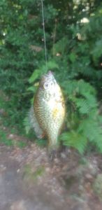 Green Sunfish