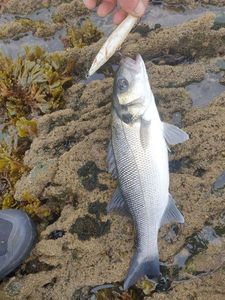 European Bass (Seabass)