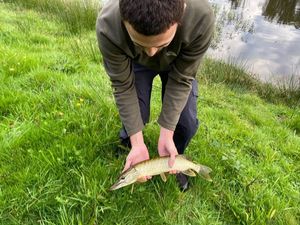 Northern Pike