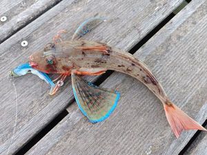 Grey Gurnard