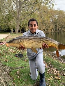 Common Carp