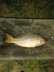 Mirror Carp