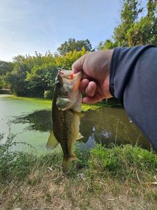 Largemouth Bass
