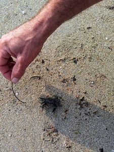 Common Shore Crab (Green Crab)