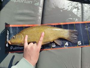 Tench