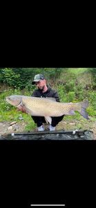 Silver Carp
