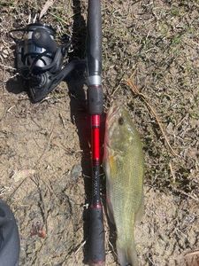 Largemouth Bass