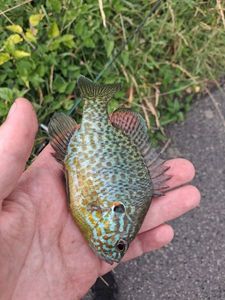 Pumpkinseed