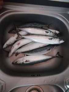 Mackerel