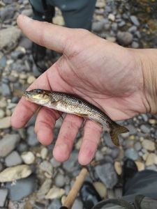 Gudgeon