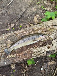 Brown Trout